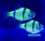 Glofish Барбус зеленый